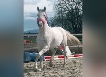 Czech Warmblood, Mare, 8 years, 16,1 hh, Gray-Fleabitten