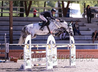 Czech Warmblood, Mare, 8 years, 16.1 hh, Grey