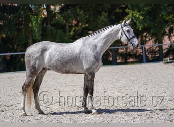 Czech Warmblood, Mare, 8 years, 16.1 hh, Grey