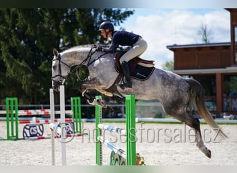 Czech Warmblood, Mare, 8 years, 16.1 hh, Grey
