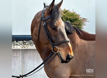 Czech Warmblood, Mare, 8 years, 16 hh, Brown