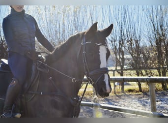 Czech Warmblood, Mare, 8 years, 16,1 hh, Black