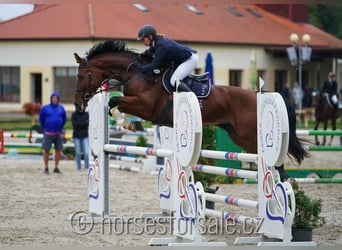 Czech Warmblood, Mare, 8 years, 17 hh, Brown