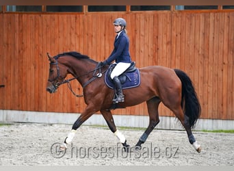 Czech Warmblood, Mare, 8 years, 17 hh, Brown