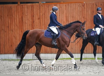 Czech Warmblood, Mare, 8 years, 17 hh, Brown