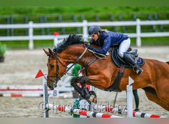 Czech Warmblood, Mare, 8 years, 17 hh, Brown