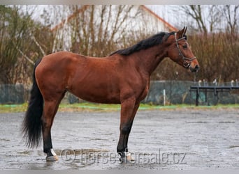 Czech Warmblood, Mare, 8 years, 17 hh, Brown