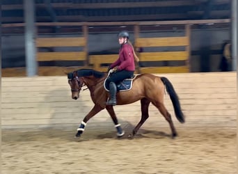 Czech Warmblood, Mare, 9 years, 15,2 hh, Brown