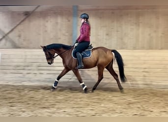 Czech Warmblood, Mare, 9 years, 15,2 hh, Brown