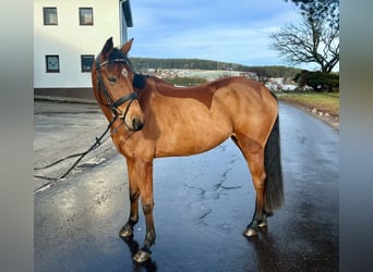 Czech Warmblood, Mare, 9 years, 15,2 hh, Brown