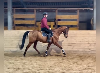 Czech Warmblood, Mare, 9 years, 15,2 hh, Brown