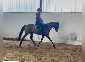 Czech Warmblood, Mare, 9 years, 15,2 hh, Brown