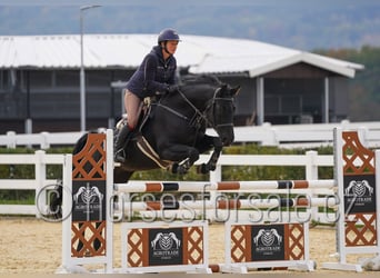 Czech Warmblood, Mare, 9 years, 16.1 hh, Black