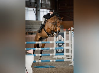Czech Warmblood, Mare, 9 years, 16.2 hh, Brown