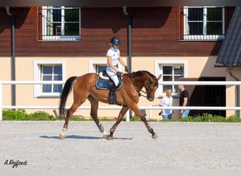 Czech Warmblood, Mare, 9 years, 16,3 hh, Bay
