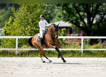 Czech Warmblood, Mare, 9 years, 16,3 hh, Bay
