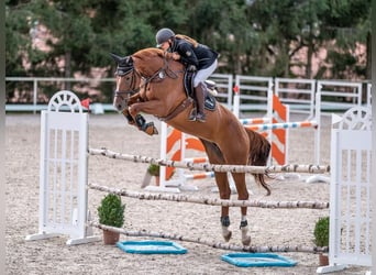 Czech Warmblood, Mare, 9 years, 16,3 hh, Chestnut