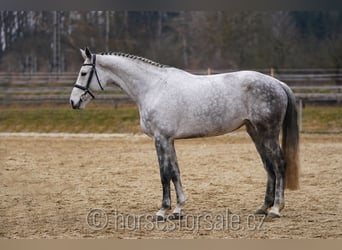 Czech Warmblood, Mare, 9 years, 17 hh, Gray