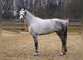 Czech Warmblood, Mare, 9 years, 17 hh, Gray