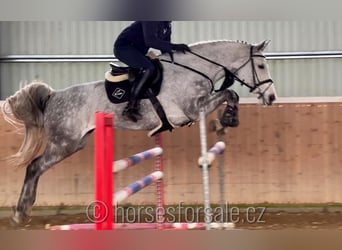 Czech Warmblood, Mare, 9 years, 17 hh, Gray