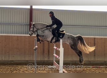 Czech Warmblood, Mare, 9 years, 17 hh, Gray