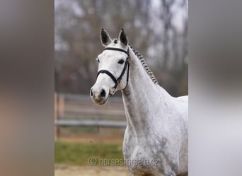 Czech Warmblood, Mare, 9 years, 17 hh, Gray