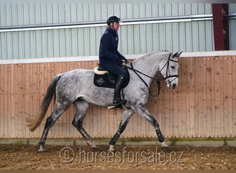 Czech Warmblood, Mare, 9 years, 17 hh, Gray