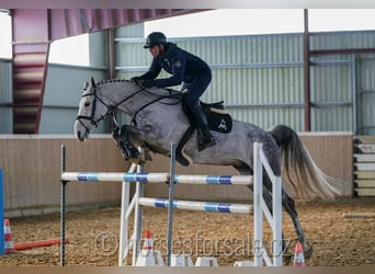 Czech Warmblood, Mare, 9 years, 17 hh, Gray