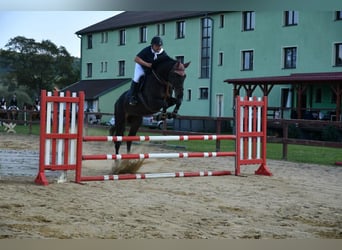 Czech Warmblood, Mare, 9 years, Bay-Dark