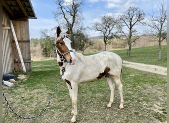Czech Warmblood, Stallion, 1 year, 16.2 hh, Pinto
