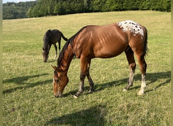 Czech Warmblood, Stallion, 1 year, 16 hh, Leopard-Piebald