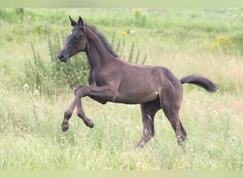 Czech Warmblood Mix, Stallion, 1 year, Black