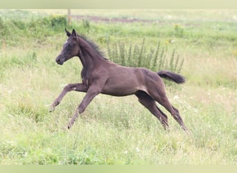 Czech Warmblood Mix, Stallion, 1 year, Black
