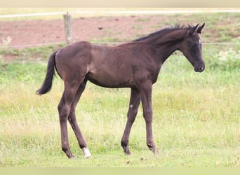 Czech Warmblood Mix, Stallion, 1 year, Black