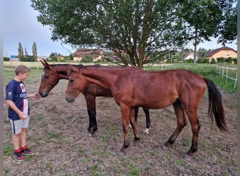 Czech Warmblood, Stallion, 1 year, Brown