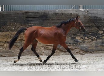 Tschechisches Warmblut, Hengst, 2 Jahre, 16 hh, Brauner