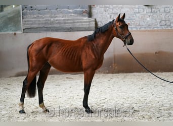 Tschechisches Warmblut, Hengst, 2 Jahre, 16 hh, Brauner