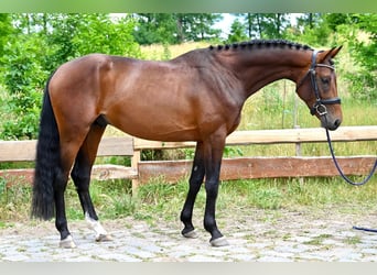 Czech Warmblood, Stallion, 4 years, 16.1 hh, Brown