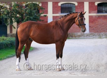 Czech Warmblood, Stallion, 7 years, 16,2 hh, Brown