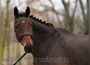 Czech Warmblood, Stallion, 9 years, 17.1 hh, Brown