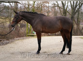 Czech Warmblood, Stallion, 9 years, 17.1 hh, Brown