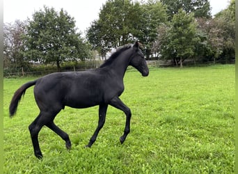 Czech Warmblood, Stallion, Foal (05/2025), Can be white