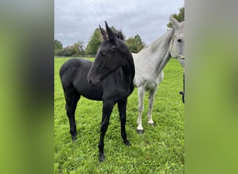 Czech Warmblood, Stallion, Foal (05/2025), Can be white