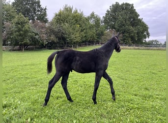 Czech Warmblood, Stallion, Foal (05/2025), Can be white