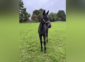 Czech Warmblood, Stallion, Foal (05/2025), Can be white