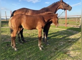 Czech Warmblood, Stallion, Foal (04/2025), Chestnut