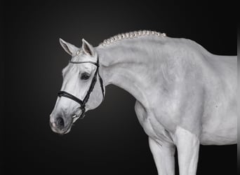 Czeski koń gorącokrwisty (CSFR), Klacz, 11 lat, 173 cm, Siwa