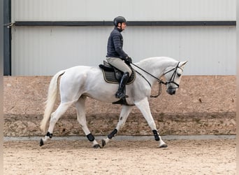 Czeski koń gorącokrwisty (CSFR), Klacz, 11 lat, 173 cm, Siwa