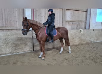 Czeski koń gorącokrwisty (CSFR), Klacz, 4 lat, 168 cm, Kasztanowata