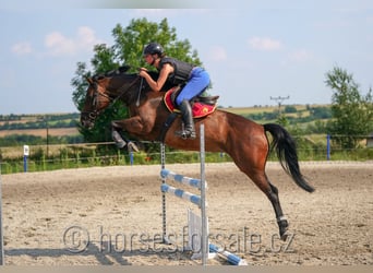 Czeski koń gorącokrwisty (CSFR), Klacz, 7 lat, 160 cm, Gniada